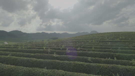 茶山，茶园低飞前推 (悟3拍摄)