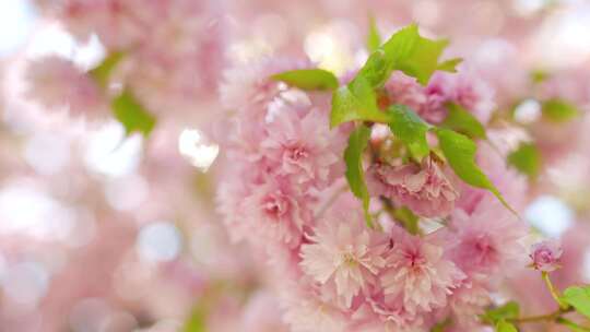 盛开的粉色樱花视频素材模板下载