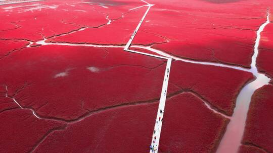 《4K超清》盘锦红海滩碱蓬草红色滩涂航拍