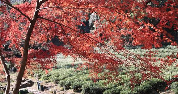秋天唯美茶园红叶红枫逆光光影