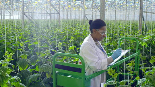 植物学家在温室里检查植物