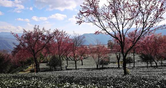 冬日大理无量山樱花谷