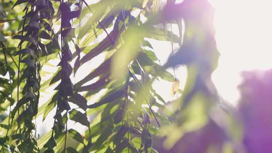 阳光照耀下的蕨类植物