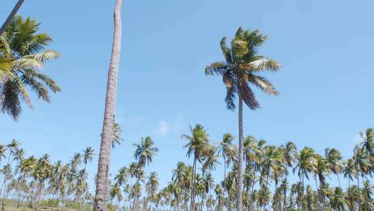 三亚海边椰林视频素材模板下载