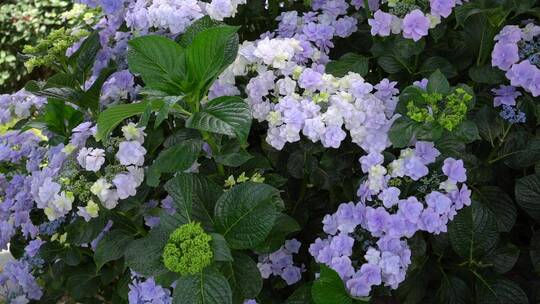 【精品】绣球花花园鲜花园艺园林特写视频素材模板下载