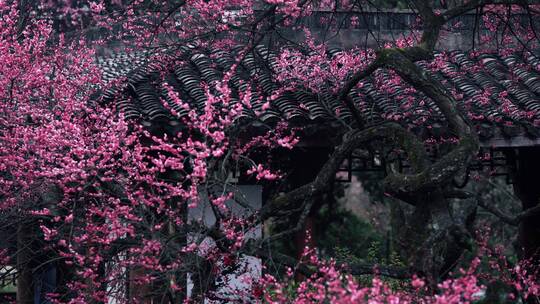 杭州植物园灵峰探梅视频素材模板下载