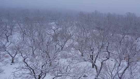 航拍冬季白雪覆盖板栗林