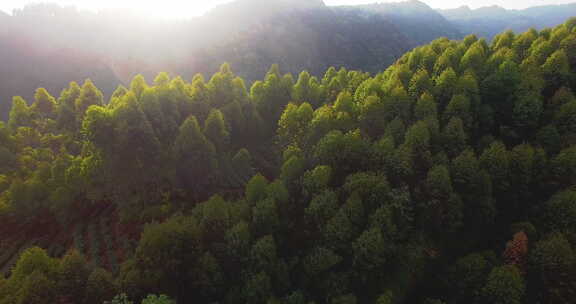 航拍大山风景森林林场早晨阳光美丽自然素材