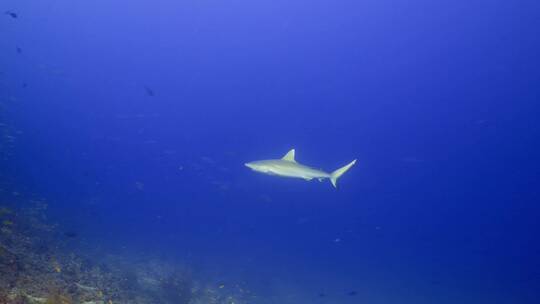 水底拍摄鲨鱼 大白鲨