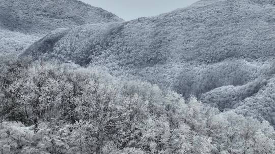 航拍湖北神农架原始森林群山冬季雪景雪松