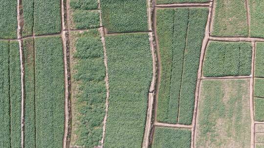 航拍春耕农田农业大棚种植基地农作物