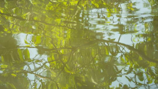 春天小溪池塘水面倒影绿油油