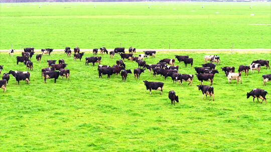 新西兰牧场 奶牛群 拉远景 航拍 4k 平台版