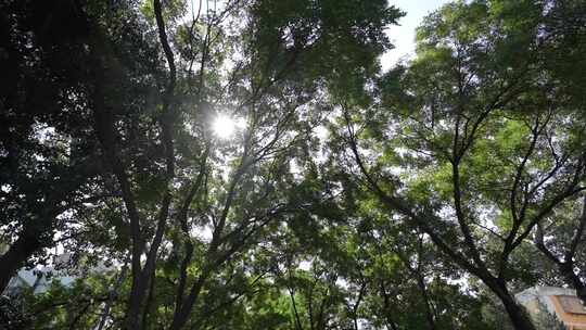 阳光下的绿树林与枯树视频素材模板下载