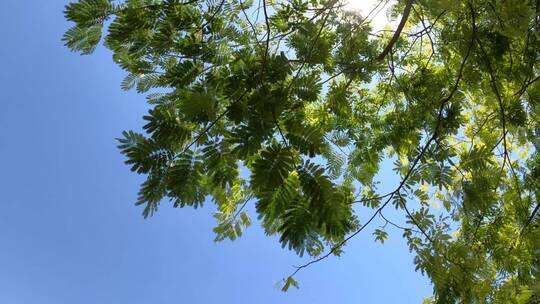 仰拍绿树上的天空