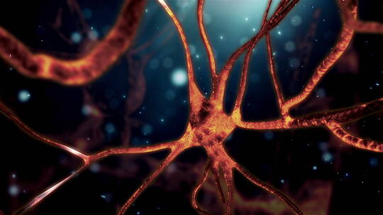 神经元网络/神经元细胞/神经元电脉冲