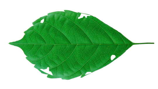 一片绿色的树叶雕刻出绿色生活低碳的