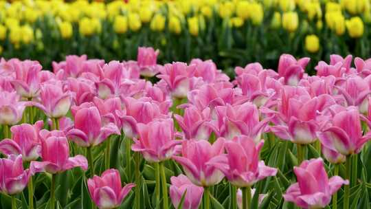 郁金香花海