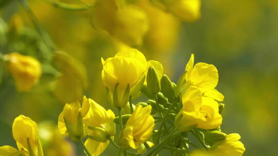 特写慢镜头春天的油菜花蜜蜂采蜜