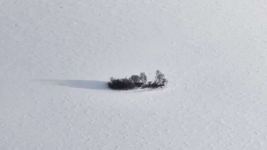 航拍东北雪地中的小树木