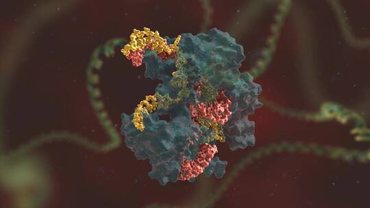 生物科学 基因编辑 DNA 基因工程 医学动画