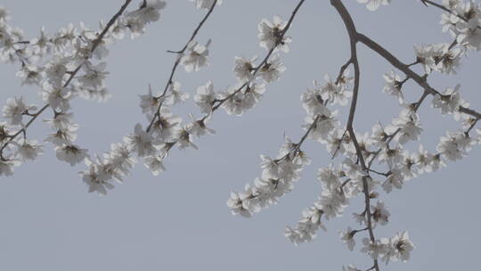 春天开花 梨花