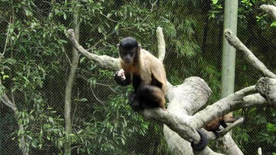 动物园中吃桃的猴子