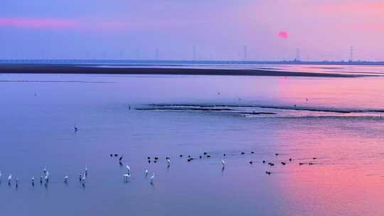 江西鄱阳湖湿地候鸟白鹤大雁