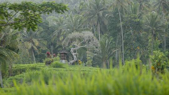 巴厘岛的草地和森林