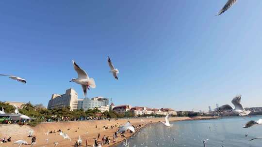 青岛栈桥冬季的海鸥