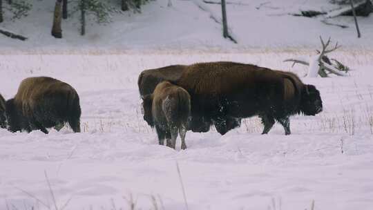 野牛，雪，牛群，冬天