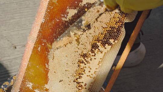 中蜂蜂农取蜜