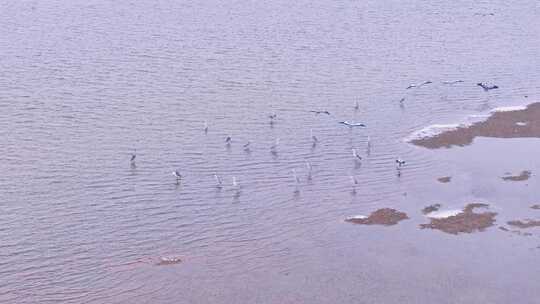 鄱阳湖湿地候鸟自然风光