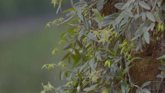 朱丹溪人物情景再现 采摘草药