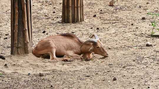 休憩的山羊动物素材