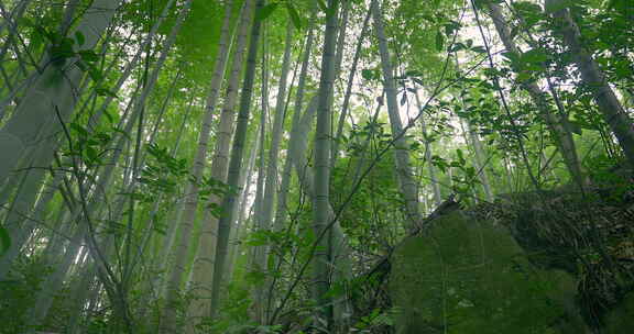 大自然  春天  夏天 竹林