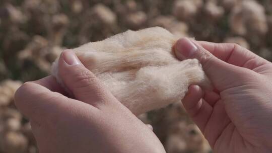 在新疆棉田里采摘的彩色棉花撕开60帧视频素材模板下载