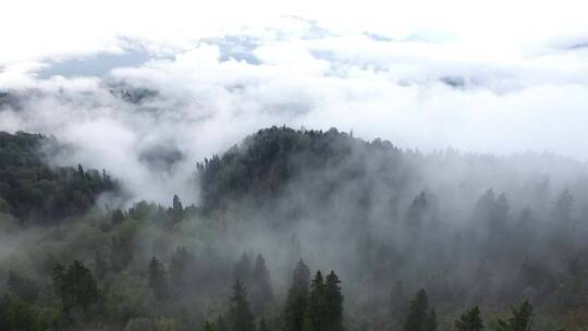 云雾缭绕的松林鸟瞰视频素材模板下载