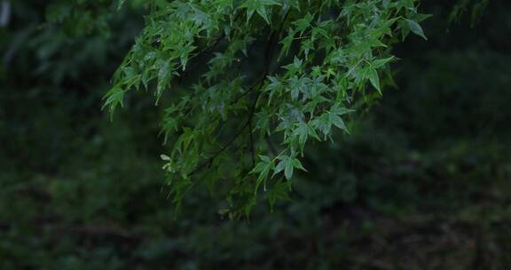 春天雨季森林树枝树叶