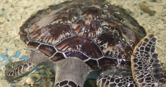海龟 海洋生物 水族馆