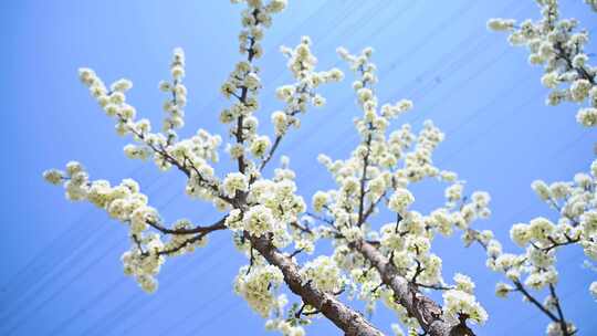 春天阳光下盛开的白色梨花蜜蜂采蜜