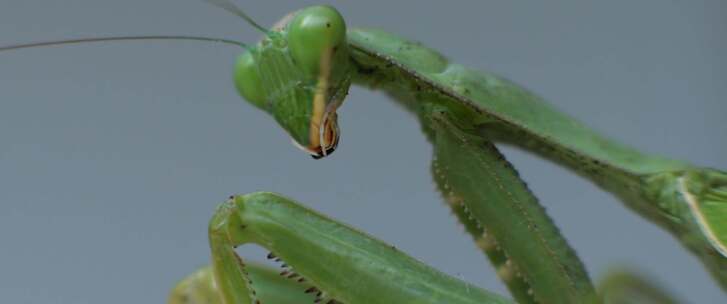 螳螂，昆虫，bug，特写，宏