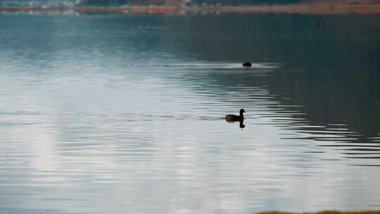 云南香格里拉纳帕海湖光山色水鸟升格视频