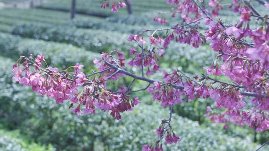 樱花蜜蜂采花和茶园风光