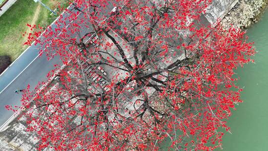 佛山尖东百年网红木棉花