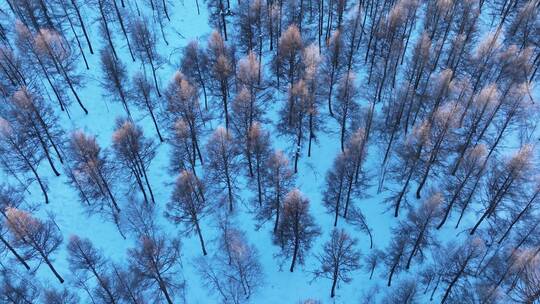 航拍大兴安岭雪原雪林