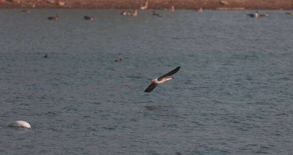大雁在水面上方展翅飞翔慢镜头系列
