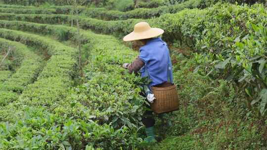 茶园里茶农在采茶叶