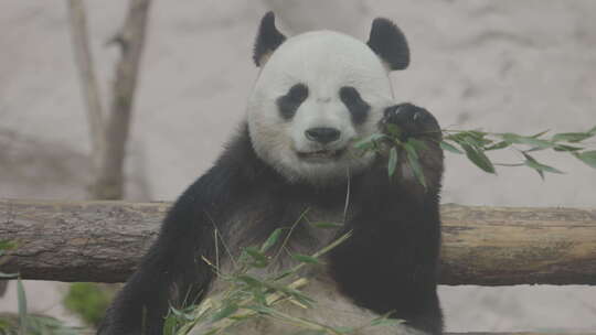 可爱的熊猫吃竹茎