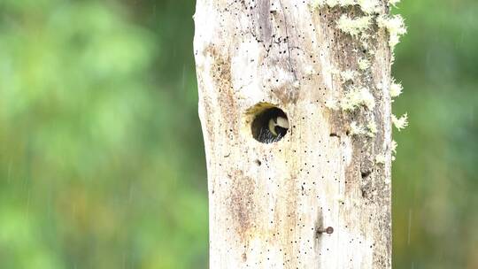 鸟类从树洞中伸出头视频素材模板下载